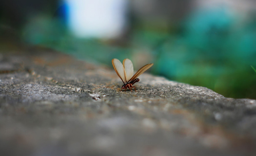 Cara Alami Yang Bisa Anda Lakukan Untuk Mengusir Laron Glitzmedia Co