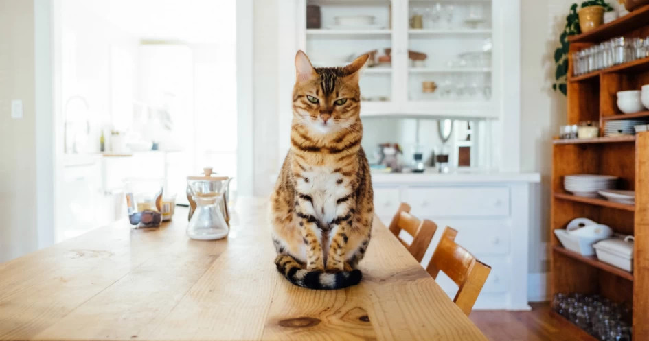Inilah 5 Penyebab Kucing Tidak Mau MakanGlitzmedia.co